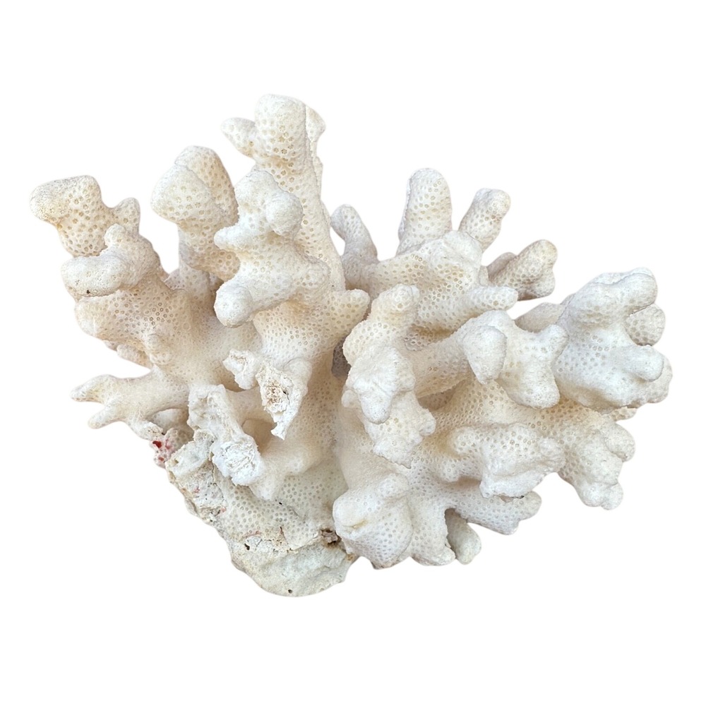 Natural White Branch Coral Specimen Large Coastal Beach House Decor 1lb 9oz